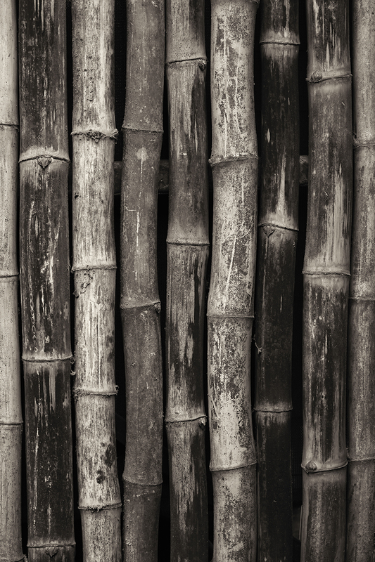 Bambu Platino.jpg