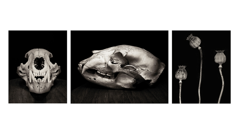 Bear Skull and Poppy Triptych.jpg