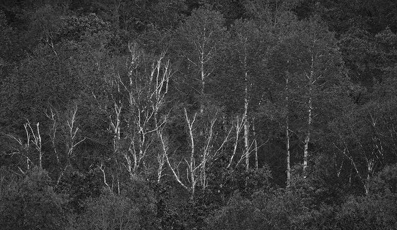 Birch Grove.jpg