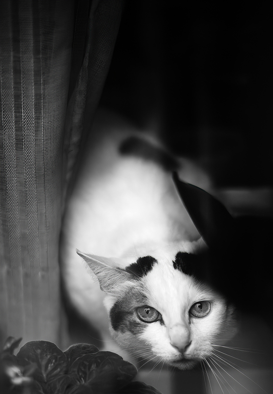 Chat Parisien.jpg