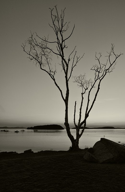 Dead Birch.jpg