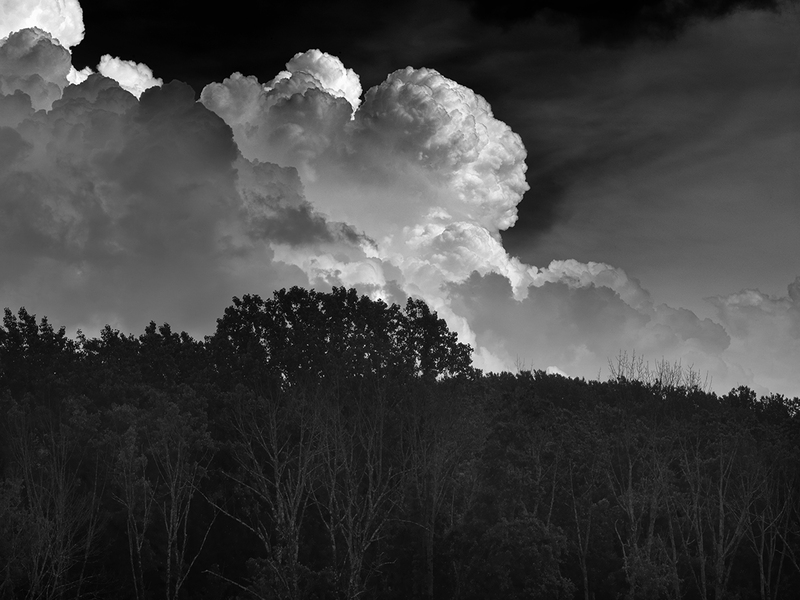 Dying Ash Trees in a Thunderstorm.jpg