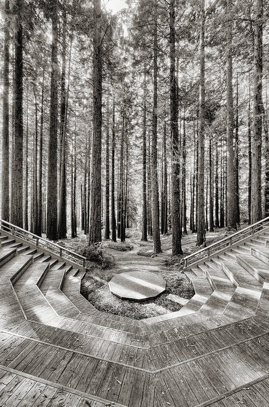 Encore 1_25.jpg :: Archival pigment print of an original photograph made in the redwood grove of UC Berkeley Botanical Garden in 2011.  Printed on A3 hand-made Japanese paper (Bizan by Awagami Mills), signed and numbered 1/25, image size 11.5\