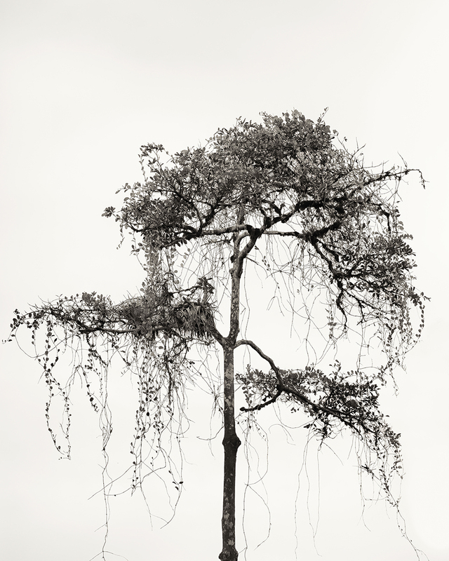 Epiphytosis.jpg