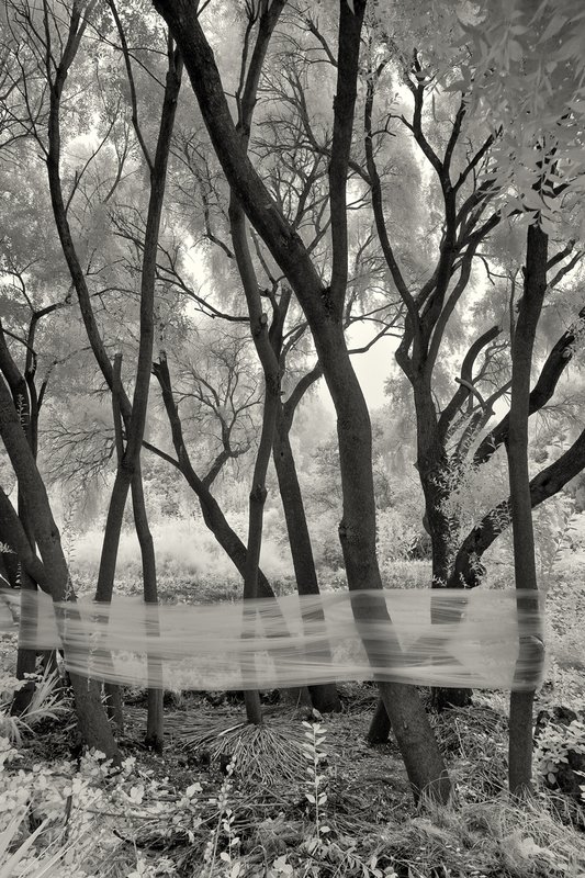 Exiled from Our Past.jpg :: Student installation in Blake Garden by Lindsay Scott (http://rose-hip.com) and Karla Perezyera, INLAND Program, the Department of Landscape Architecture & Environmental Planning, UC Berkeley.
