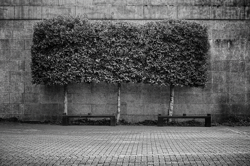 Fear of Symmetry (Three Holly Trees in London).jpg
