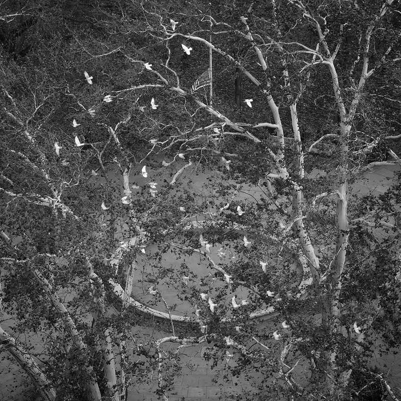 Fear of Symmetry 25 (Veterans Day).jpg