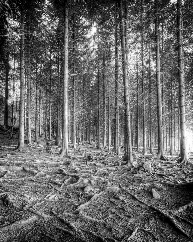 Forest (County Clare Ireland).jpg :: Archival pigment print on A3 hand-made Japanese paper (Bizan by Awagami Mills), signed and numbered 4/25, image size 8\