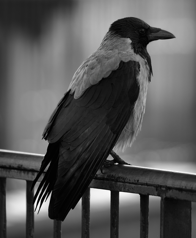 Hooded Crow.jpg