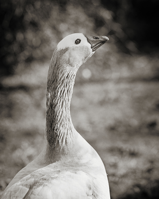 Lucky Henry 1_25.jpg :: Archival pigment print of an original photograph made in Lower Bank, NJ in 2010.  Printed on A3 hand-made Japanese paper (Bizan by Awagami Mills), signed and numbered 1/25, image size 8\