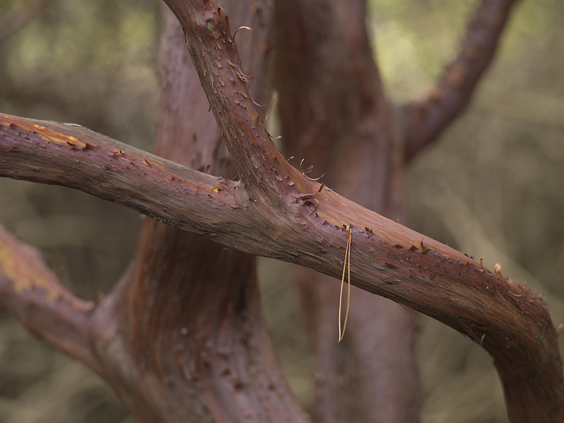 Manzanita Study I.jpg