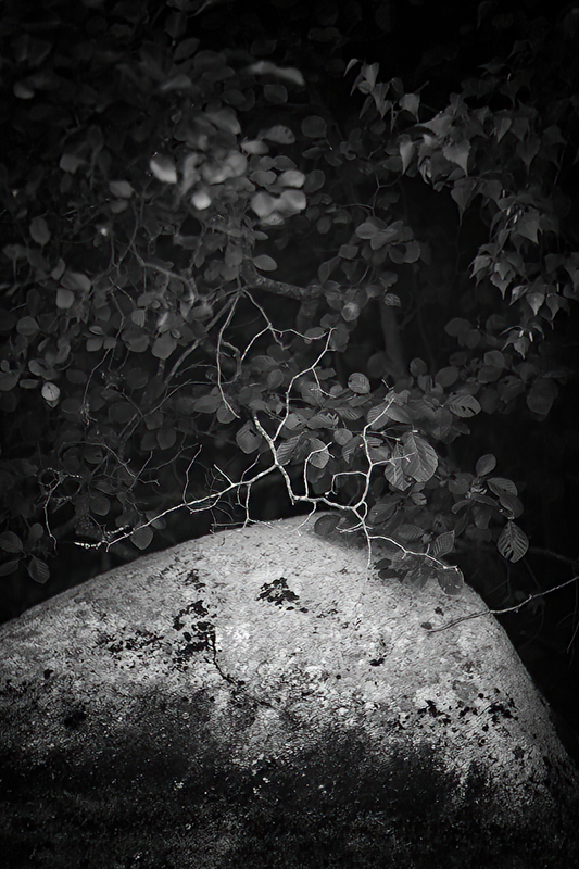 Naked Twigs and Lichen(1).jpg