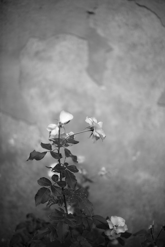 October Roses in Rome.jpg