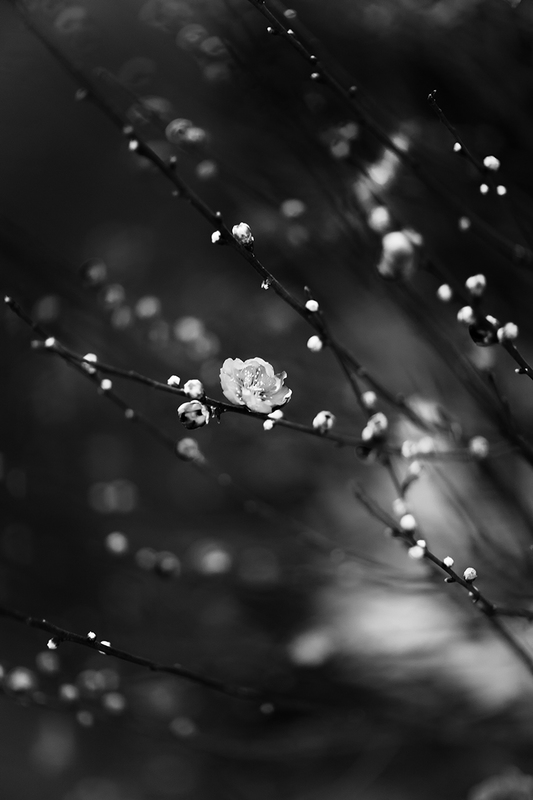 Peach Blossom (Ha Noi).jpg