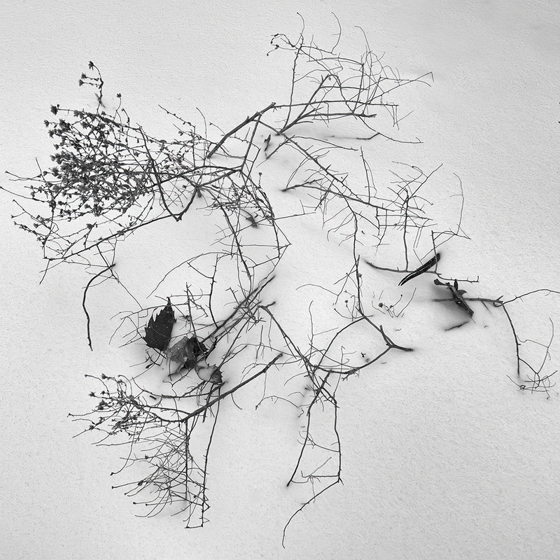 Seductive Web of Convoluted Logic No 27.jpg