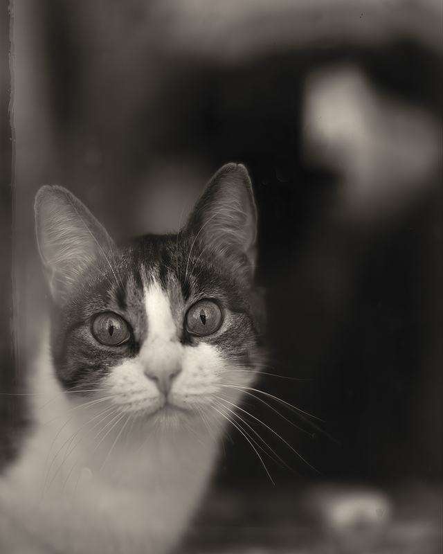 Self-portrait with Cat.jpg