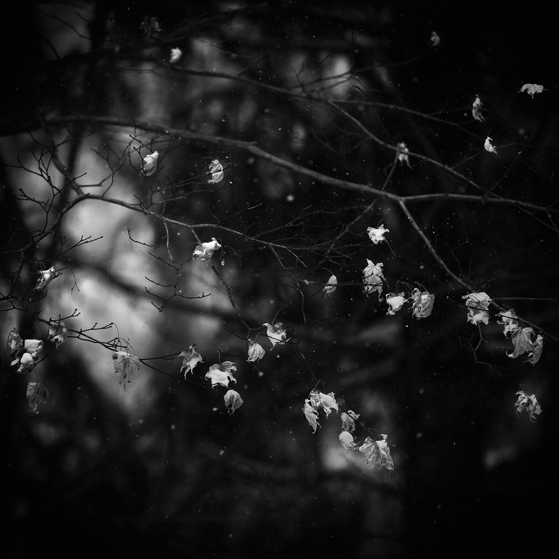 Snow Falling on Japanese Maple.jpg