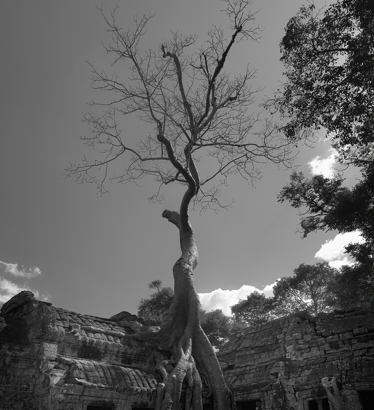 Tetrameles (Ta Prohm).jpg