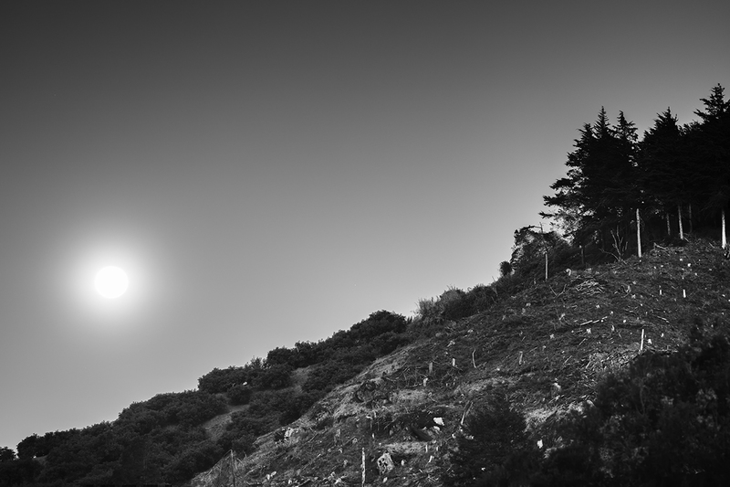 The Managed Landscape I.jpg