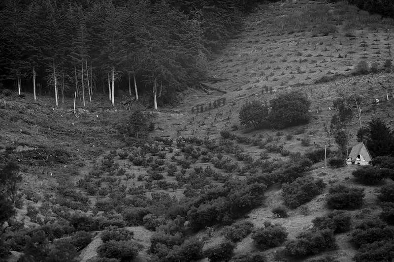 The Managed Landscape IV.jpg