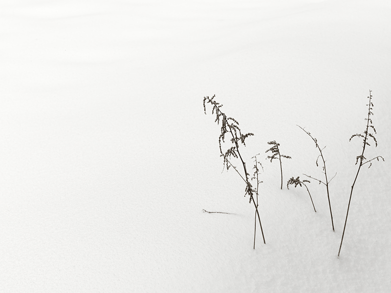 Tiny Forest.jpg