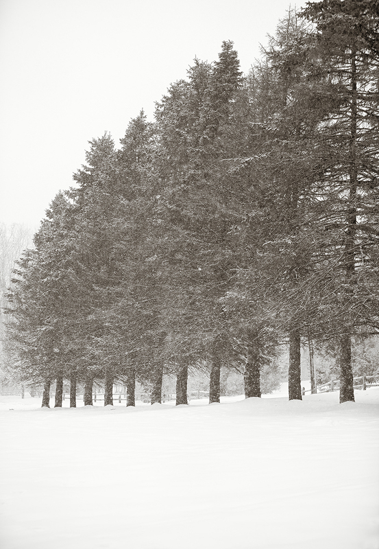 Twelve Pines.jpg