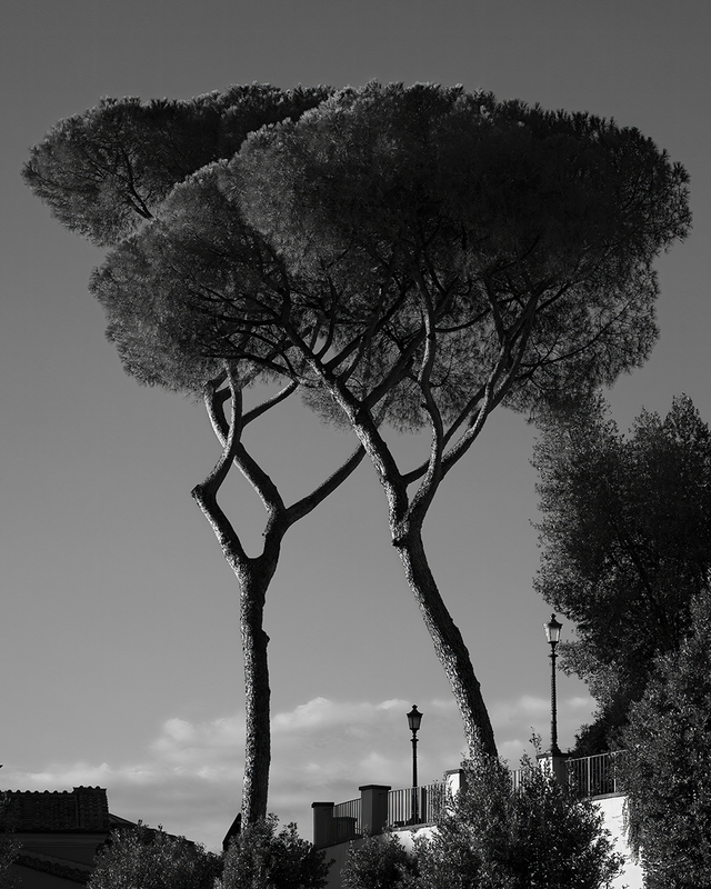 Two Stone Pines.jpg