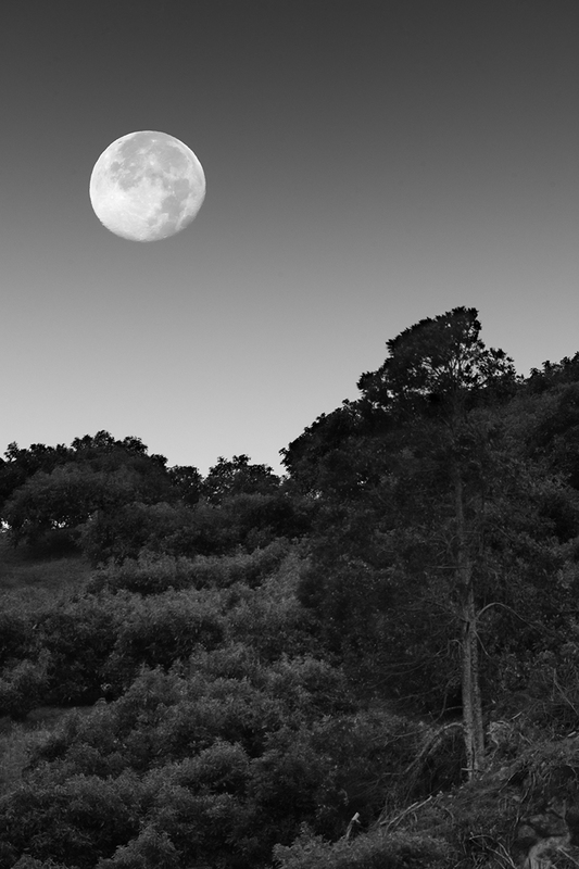 Waning Gibbous Moon Setting Over Cloud Forest.jpg