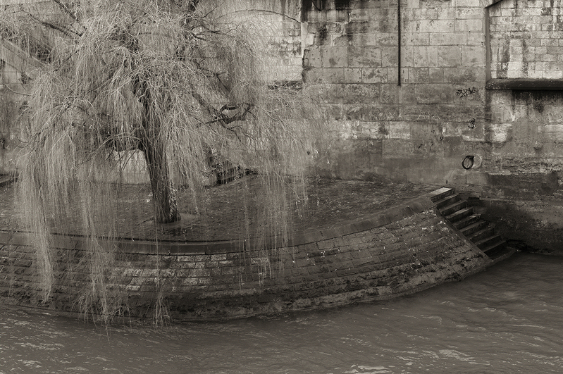 Winter Willow on the Seine.jpg