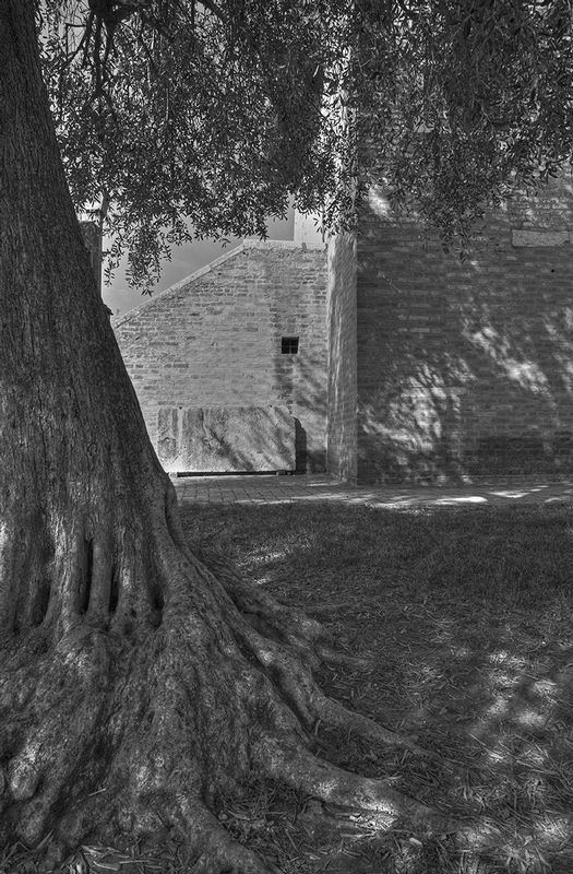Olive Tree.jpg