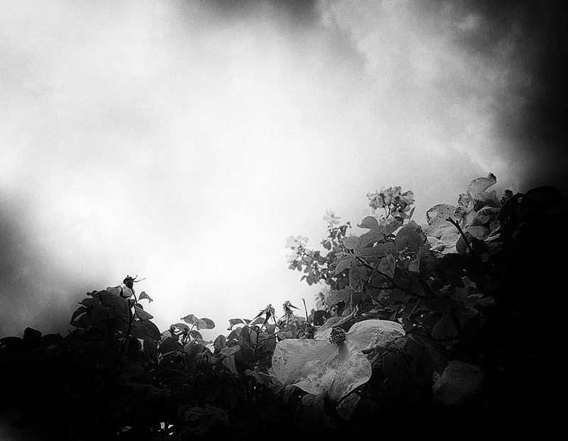 Roses and the Morning Fog.jpg