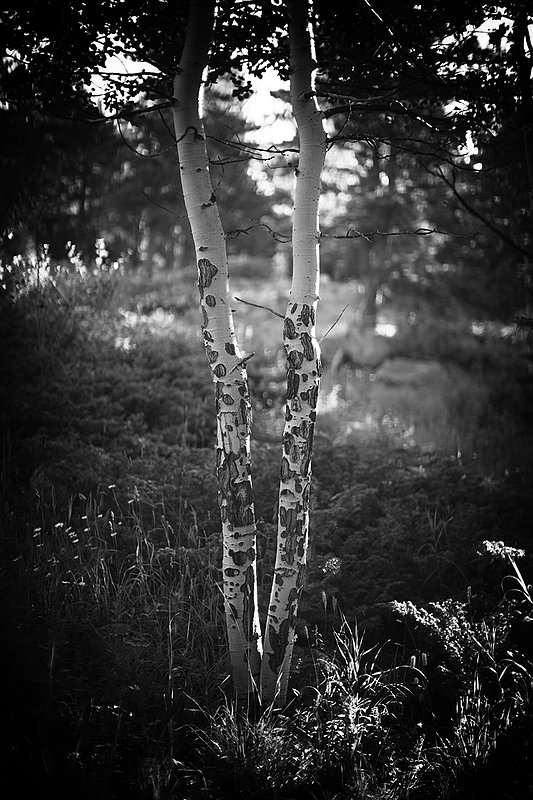 Two Aspens.jpg