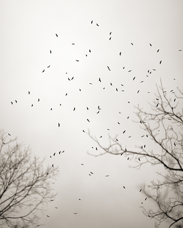 Carrion and Mercy (The Thermal).jpg