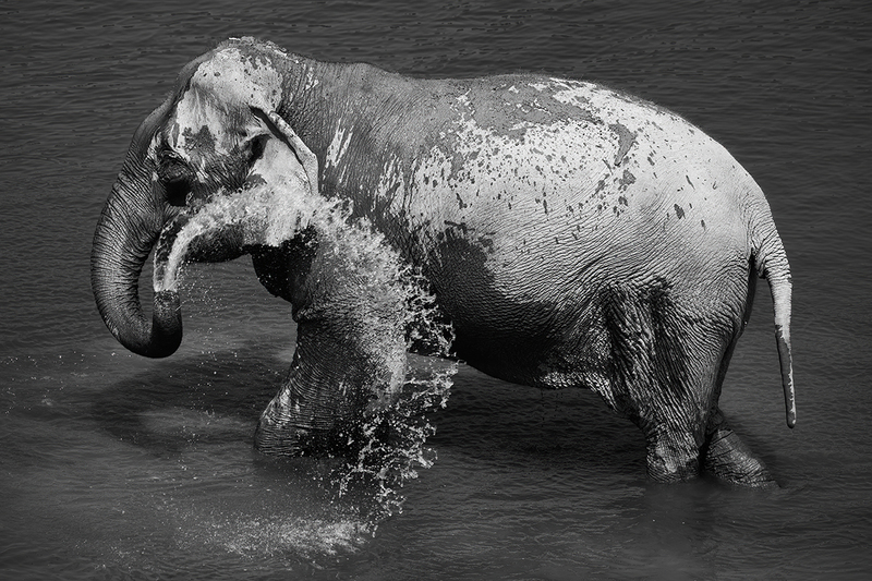 Heat and Dust II.jpg