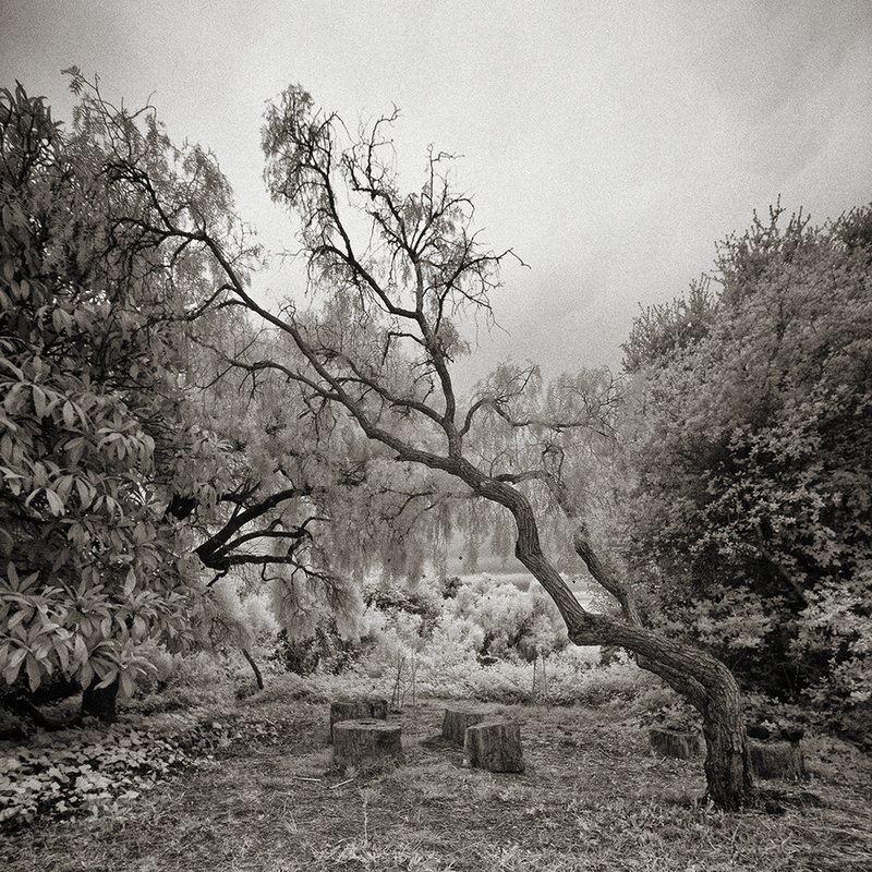 Landschaften III 1-25.jpg :: Archival pigment print of an original photograph made in Blake Garden, Kensington, CA in 2014.  Printed on A3 hand-made Japanese paper (Bizan by Awagami Mills), signed and numbered 1/25, image size 10\
