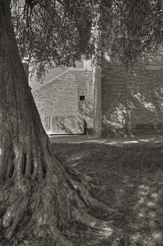 Olive Tree 1_25.jpg :: Archival pigment print of an original photograph made in Torcello, Italy in 2006.  Printed on A3 hand-made Japanese paper (Bizan by Awagami Mills), signed and numbered 1/25 beneath an 8 ply mat sized 16\