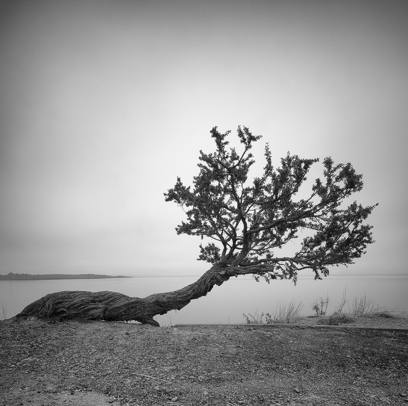 Rough Beast 1_25.jpg :: Archival pigment print of an original photograph made in Berkeley, CA.  Printed on A3 hand-made Japanese paper (Bizan by Awagami Mills), signed and numbered 1/25, image size 10\