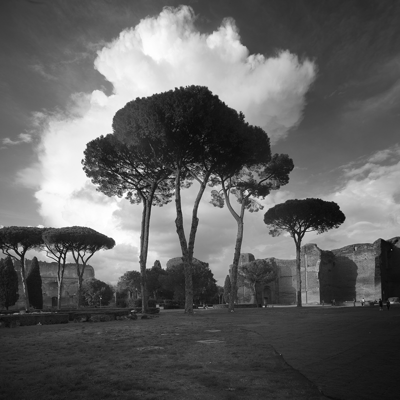 Seven Stone Pine Trees.jpg