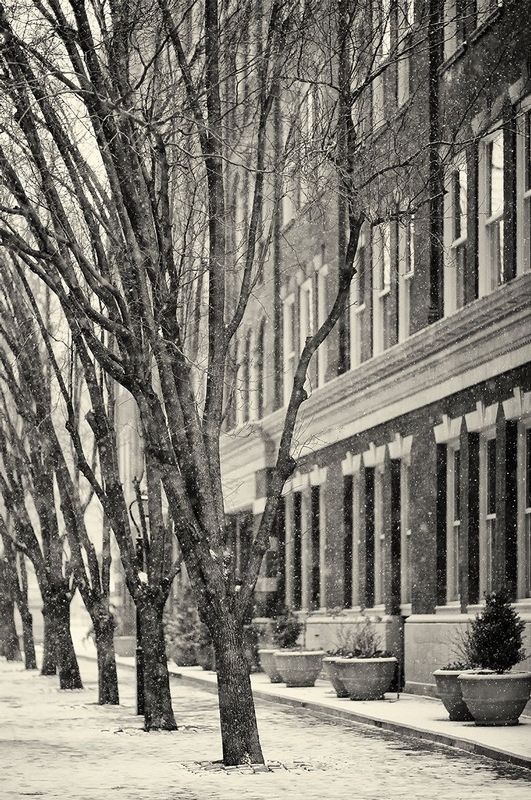 Seven Winter Trees.jpg