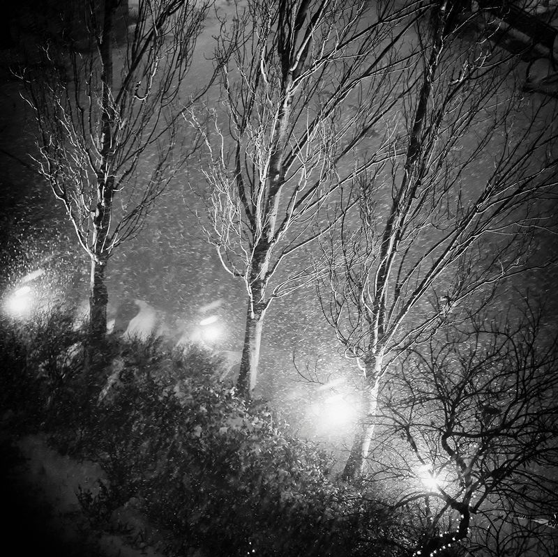 Three  Winter Trees.jpg