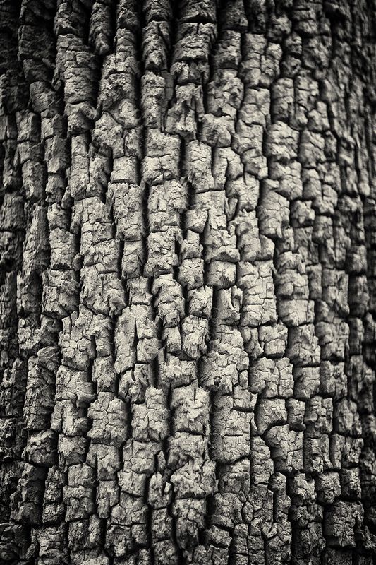 Tree Bark in Winter.jpg