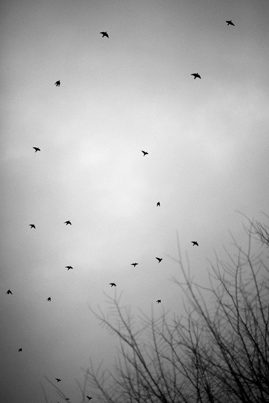 Twenty One Starlings Over Old Pine Street Churchyard.jpg