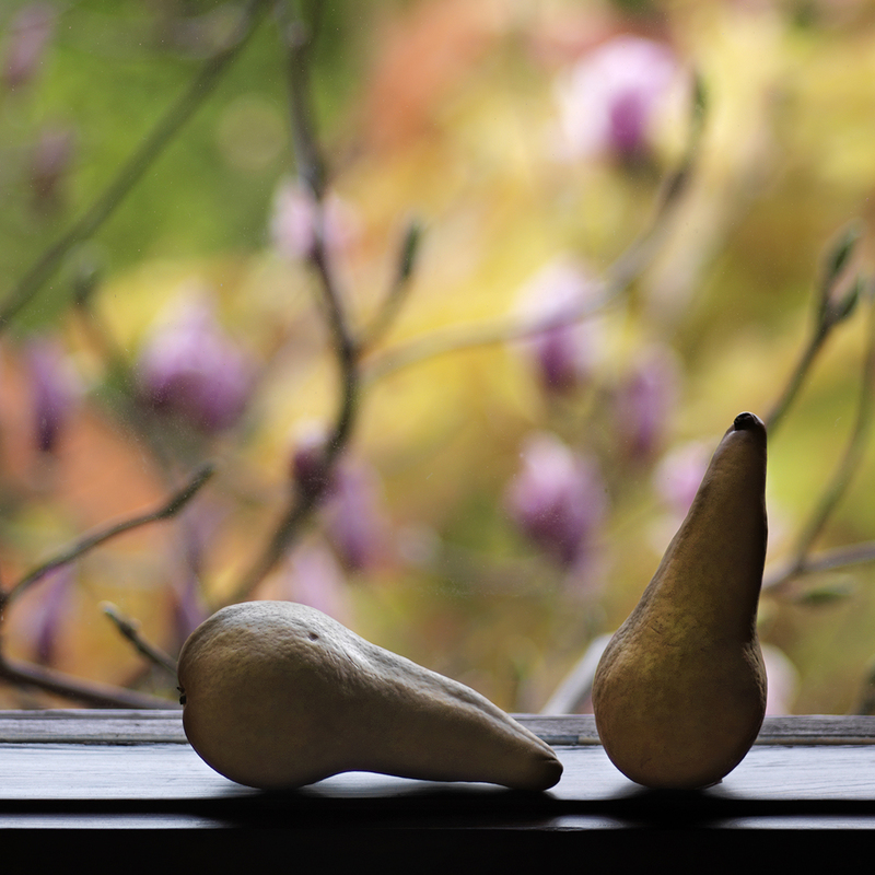 Two Pears Yearning For the Magnolia Trees Beyond.jpg