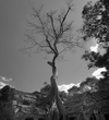 Tetrameles (Ta Prohm).jpg