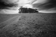 Eucalyptus Copse (Point Reyes).jpg