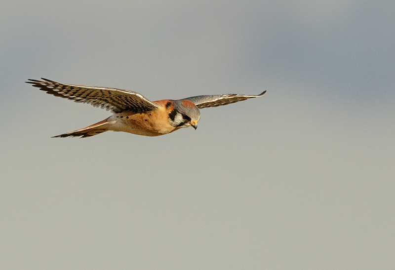 American Kestrel 2201(1).jpg :: American Kestrel (Falco sparverius) Hopewell Township Recreation Area, York County, Pennsylvania