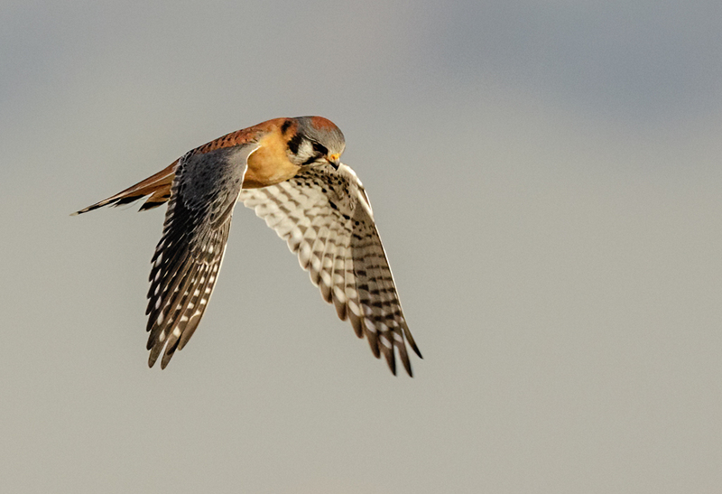 American Kestrel 2202(1).jpg :: American Kestrel (Falco sparverius) Hopewell Township Recreation Area, York County, Pennsylvania