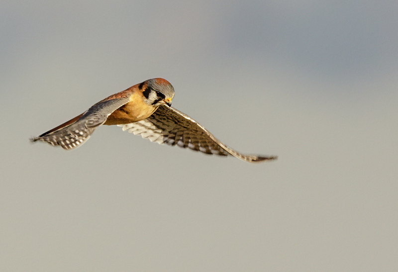 American Kestrel 2203(1).jpg :: American Kestrel (Falco sparverius) Hopewell Township Recreation Area, York County, Pennsylvania