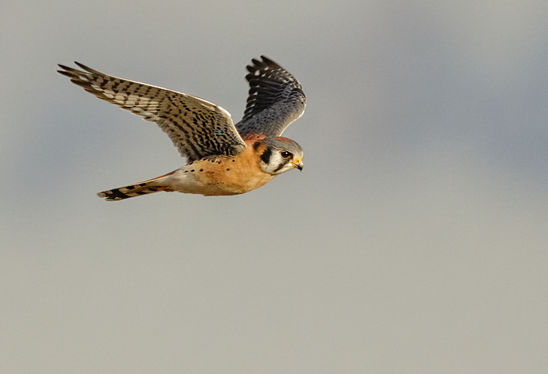 American Kestrel 2204(1).jpg :: American Kestrel (Falco sparverius) Hopewell Township Recreation Area, York County, Pennsylvania