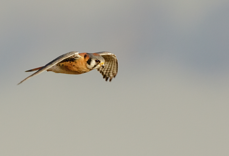 American Kestrel 2205(1).jpg :: American Kestrel (Falco sparverius) Hopewell Township Recreation Area, York County, Pennsylvania